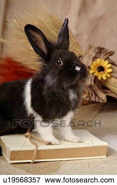Picture - mammal, animal, 
vertebrate, lionhead, 
rabbit, land animal, 
pet. fotosearch 
- search stock 
photos, pictures, 
images, and photo 
clipart