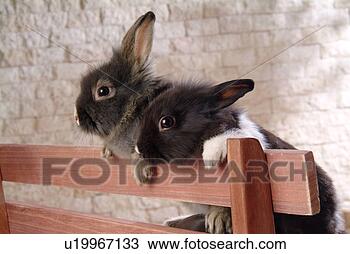 Stock Photo - mammal, animal, 
vertebrate, lionhead, 
rabbit, land animal, 
pet. fotosearch 
- search stock 
photos, pictures, 
images, and photo 
clipart
