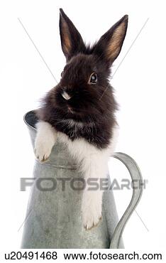 Stock Photo - mammal, animal, 
vertebrate, lionhead, 
rabbit, pet. fotosearch 
- search stock 
photos, pictures, 
images, and photo 
clipart