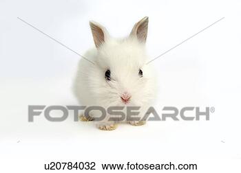 Stock Photo - mammal, animal, 
vertebrate, lionhead, 
rabbit, land animal, 
pet. fotosearch 
- search stock 
photos, pictures, 
images, and photo 
clipart