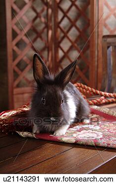 Stock Photography - mammal, animal, 
vertebrate, lionhead, 
rabbit, land animal, 
pet. fotosearch 
- search stock 
photos, pictures, 
images, and photo 
clipart