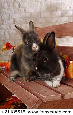 Stock Image - mammal, animal, 
vertebrate, lionhead, 
rabbit, pet. fotosearch 
- search stock 
photos, pictures, 
images, and photo 
clipart