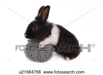 Stock Photo - mammal, animal, 
vertebrate, lionhead, 
rabbit, land animal, 
pet. fotosearch 
- search stock 
photos, pictures, 
images, and photo 
clipart