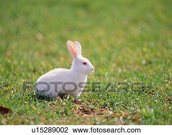 Stock Photo - pet animal, rabbit, 
land animal, mammal, 
vertebrate, animal. 
fotosearch - search 
stock photos, 
pictures, images, 
and photo clipart