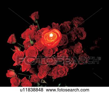 Stock Photo - flower, gift, 
rose, love, heart, 
candle, film. 
fotosearch - search 
stock photos, 
pictures, images, 
and photo clipart