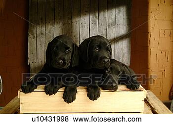 Stock Photo - house pet, domestic, 
cute, loving, 
canines, labrador 
retriever. fotosearch 
- search stock 
photos, pictures, 
images, and photo 
clipart