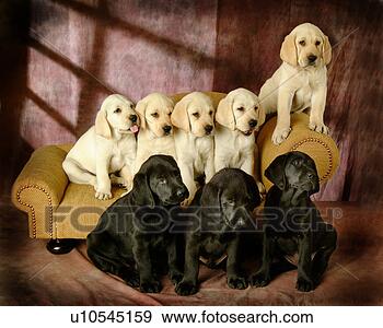 Stock Photograph - house pet, domestic, 
cute, loving, 
canines, labrador 
retriever. fotosearch 
- search stock 
photos, pictures, 
images, and photo 
clipart