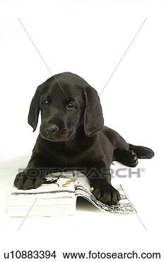 Stock Photo - house pet, domestic, 
cute, loving, 
canines, labrador 
retriever. fotosearch 
- search stock 
photos, pictures, 
images, and photo 
clipart