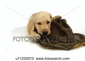 Stock Photo - house pet, domestic, 
cute, loving, 
canines, labrador 
retriever. fotosearch 
- search stock 
photos, pictures, 
images, and photo 
clipart