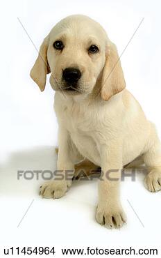 Stock Photo - house pet, domestic, 
cute, loving, 
canines, labrador 
retriever. fotosearch 
- search stock 
photos, pictures, 
images, and photo 
clipart