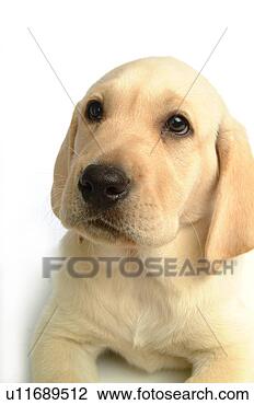 Stock Photo - house pet, domestic, 
cute, loving, 
canines, labrador 
retriever. fotosearch 
- search stock 
photos, pictures, 
images, and photo 
clipart