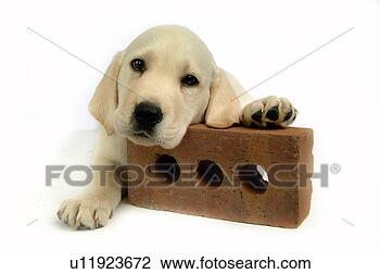 Stock Photo - house pet, domestic, 
cute, loving, 
canines, labrador 
retriever. fotosearch 
- search stock 
photos, pictures, 
images, and photo 
clipart