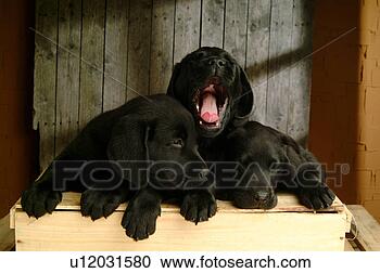 Stock Photography - house pet, domestic, 
cute, loving, 
canines, labrador 
retriever. fotosearch 
- search stock 
photos, pictures, 
images, and photo 
clipart