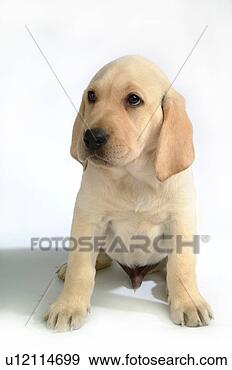 Stock Photograph - house pet, domestic, 
cute, loving, 
canines, labrador 
retriever. fotosearch 
- search stock 
photos, pictures, 
images, and photo 
clipart