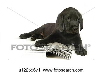 Stock Photography - house pet, domestic, 
cute, loving, 
canines, labrador 
retriever. fotosearch 
- search stock 
photos, pictures, 
images, and photo 
clipart