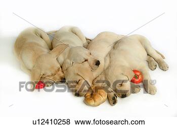 Stock Photo - house pet, domestic, 
cute, loving, 
canines, labrador 
retriever. fotosearch 
- search stock 
photos, pictures, 
images, and photo 
clipart