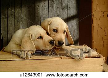 Stock Photography - house pet, domestic, 
cute, loving, 
canines, labrador 
retriever. fotosearch 
- search stock 
photos, pictures, 
images, and photo 
clipart