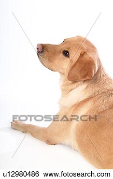 Stock Photo - house pet,  domestic, 
 cute,  loving, 
 canines,  faithful, 
 labrador. fotosearch 
- search stock 
photos, pictures, 
images, and photo 
clipart
