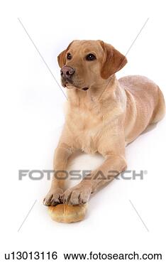 Stock Photo - house pet, domestic, 
cute, loving, 
canines, labrador 
retriever. fotosearch 
- search stock 
photos, pictures, 
images, and photo 
clipart