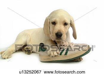 Picture - house pet, domestic, 
cute, loving, 
canines, labrador 
retriever. fotosearch 
- search stock 
photos, pictures, 
images, and photo 
clipart
