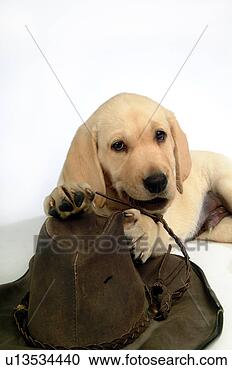 Stock Photography - house pet, domestic, 
cute, loving, 
canines, labrador 
retriever. fotosearch 
- search stock 
photos, pictures, 
images, and photo 
clipart