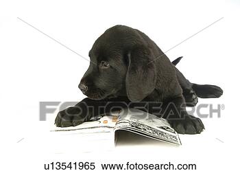 Stock Image - house pet, domestic, 
cute, loving, 
canines, labrador 
retriever. fotosearch 
- search stock 
photos, pictures, 
images, and photo 
clipart