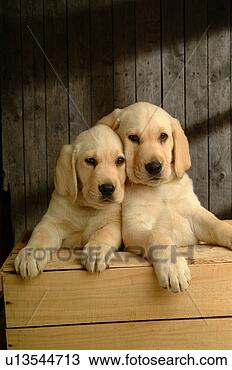 Stock Photo - house pet, domestic, 
cute, loving, 
canines, labrador 
retriever. fotosearch 
- search stock 
photos, pictures, 
images, and photo 
clipart