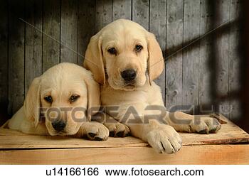 Stock Photo - house pet, domestic, 
cute, loving, 
canines, labrador 
retriever. fotosearch 
- search stock 
photos, pictures, 
images, and photo 
clipart