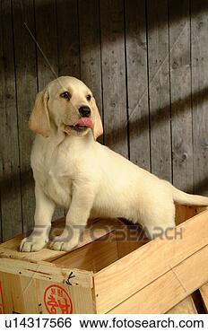 Stock Photo - house pet, domestic, 
cute, loving, 
canines, labrador 
retriever. fotosearch 
- search stock 
photos, pictures, 
images, and photo 
clipart