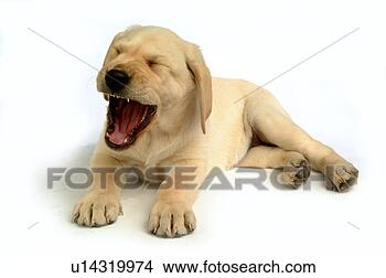 Stock Photo - house pet, domestic, 
cute, loving, 
canines, labrador 
retriever. fotosearch 
- search stock 
photos, pictures, 
images, and photo 
clipart