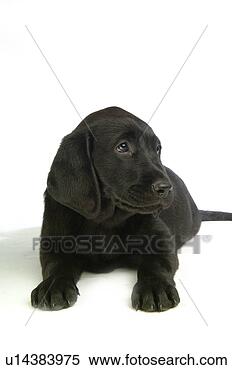 Stock Image - house pet, domestic, 
cute, loving, 
canines, labrador 
retriever. fotosearch 
- search stock 
photos, pictures, 
images, and photo 
clipart