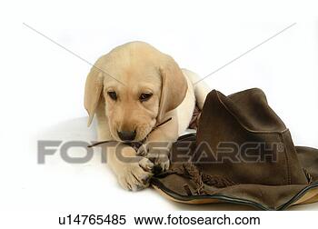 Stock Image - house pet, domestic, 
cute, loving, 
canines, labrador 
retriever. fotosearch 
- search stock 
photos, pictures, 
images, and photo 
clipart