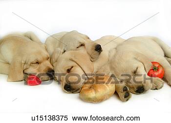 Stock Image - house pet, domestic, 
cute, loving, 
canines, labrador 
retriever. fotosearch 
- search stock 
photos, pictures, 
images, and photo 
clipart