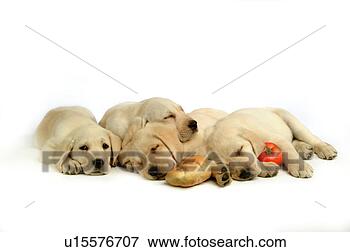 Picture - house pet, domestic, 
cute, loving, 
canines, labrador 
retriever. fotosearch 
- search stock 
photos, pictures, 
images, and photo 
clipart
