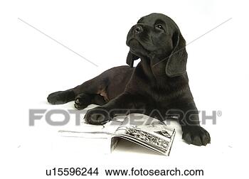 Stock Photo - house pet, domestic, 
cute, loving, 
canines, labrador 
retriever. fotosearch 
- search stock 
photos, pictures, 
images, and photo 
clipart