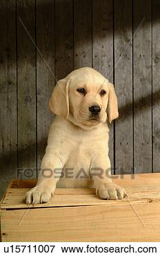 Picture - house pet, domestic, 
cute, loving, 
canines, labrador 
retriever. fotosearch 
- search stock 
photos, pictures, 
images, and photo 
clipart