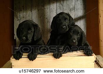 Picture - house pet, domestic, 
cute, loving, 
canines, labrador 
retriever. fotosearch 
- search stock 
photos, pictures, 
images, and photo 
clipart
