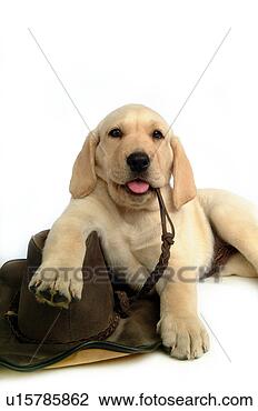 Stock Photo - house pet, domestic, 
cute, loving, 
canines, labrador 
retriever. fotosearch 
- search stock 
photos, pictures, 
images, and photo 
clipart