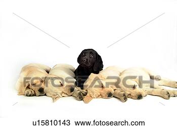 Stock Photo - house pet, domestic, 
cute, loving, 
canines, labrador 
retriever. fotosearch 
- search stock 
photos, pictures, 
images, and photo 
clipart