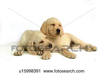 Stock Photography - house pet, domestic, 
cute, loving, 
canines, labrador 
retriever. fotosearch 
- search stock 
photos, pictures, 
images, and photo 
clipart