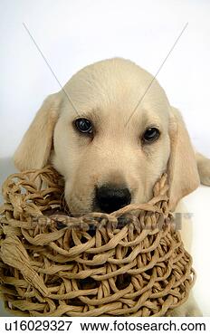 Picture - house pet, domestic, 
cute, loving, 
canines, labrador 
retriever. fotosearch 
- search stock 
photos, pictures, 
images, and photo 
clipart