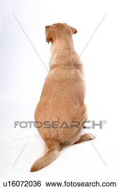 Stock Photo - house pet,  domestic, 
 cute,  loving, 
 canines,  faithful, 
 labrador. fotosearch 
- search stock 
photos, pictures, 
images, and photo 
clipart