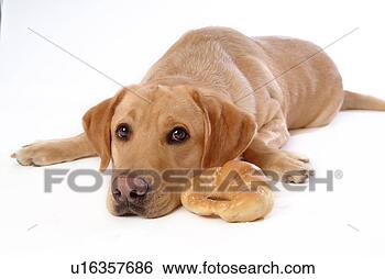 Stock Photo - house pet,  domestic, 
 cute,  loving, 
 canines,  faithful, 
 labrador. fotosearch 
- search stock 
photos, pictures, 
images, and photo 
clipart