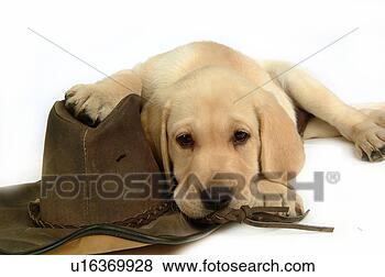 Stock Photo - house pet, domestic, 
cute, loving, 
canines, labrador 
retriever. fotosearch 
- search stock 
photos, pictures, 
images, and photo 
clipart