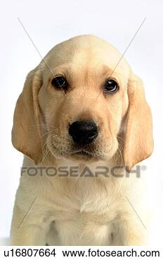 Stock Photo - house pet, domestic, 
cute, loving, 
canines, labrador 
retriever. fotosearch 
- search stock 
photos, pictures, 
images, and photo 
clipart
