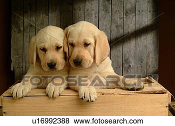 Stock Photo - house pet, domestic, 
cute, loving, 
canines, labrador 
retriever. fotosearch 
- search stock 
photos, pictures, 
images, and photo 
clipart