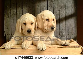 Stock Photo - house pet, domestic, 
cute, loving, 
canines, labrador 
retriever. fotosearch 
- search stock 
photos, pictures, 
images, and photo 
clipart