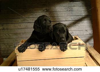 Stock Image - house pet, domestic, 
cute, loving, 
canines, labrador 
retriever. fotosearch 
- search stock 
photos, pictures, 
images, and photo 
clipart