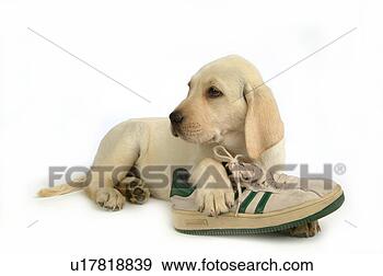 Stock Photograph - house pet, domestic, 
cute, loving, 
canines, labrador 
retriever. fotosearch 
- search stock 
photos, pictures, 
images, and photo 
clipart