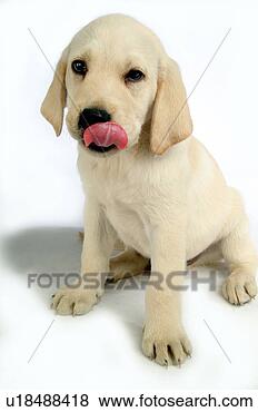 Stock Photo - house pet, domestic, 
cute, loving, 
canines, labrador 
retriever. fotosearch 
- search stock 
photos, pictures, 
images, and photo 
clipart